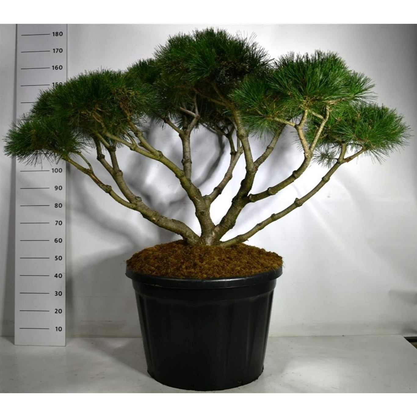 Tall – Pinus 'Marie Bregeon' - 125-150 CM Bonsai Cont.